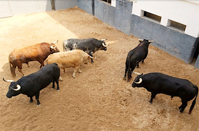 Toros Juan Pedro Domecq